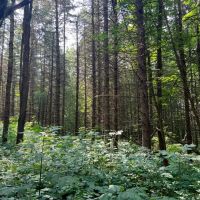 Borders Southern Tier State Forest images 4