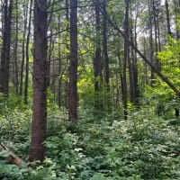 Borders Southern Tier State Forest images 5