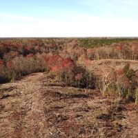148 Acres Timber Land for Sale in King Queen Co VA images 2