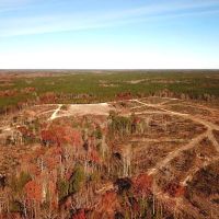 148 Acres Timber Land for Sale in King Queen Co VA images 3