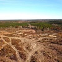 148 Acres Timber Land for Sale in King Queen Co VA images 4