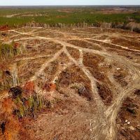 148 Acres Timber Land for Sale in King Queen Co VA images 5