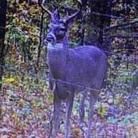 40 Acres Joining National Forest For Sale in Ripley County MO images 3