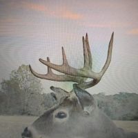 40 Acres Joining National Forest For Sale in Ripley County MO images 4