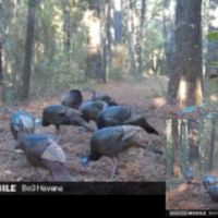 Ochlockonee River Place images 2