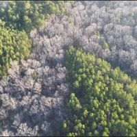 100 Acres in Choctaw County in Ackerman MS images 4