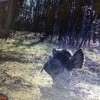 43 Acres in Holmes County MS