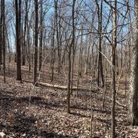 40 Acre Diverse Illinois Hunting Property for Sale Fayette County images 5