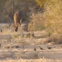 OLD MEXICO HUNTING