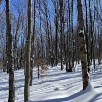 Borders West Osceola State Forest images 2