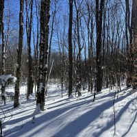 Borders West Osceola State Forest images 3