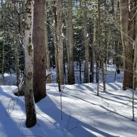Borders West Osceola State Forest images 4