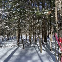 Borders West Osceola State Forest images 5