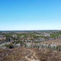 193 ac. Timber and Recreational Property in Winston Co. AL