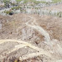 193 ac. Timber and Recreational Property in Winston Co. AL images 2