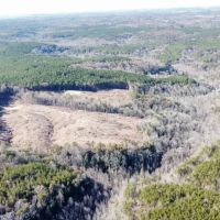 193 ac. Timber and Recreational Property in Winston Co. AL images 4