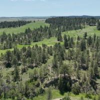 Pine Tracks Ranch