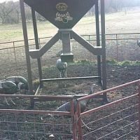 12,500acres hunting for lease in mavericks county