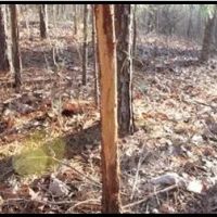 14 Acres in Grenada County in Grenada MS images 2