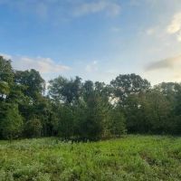 1160 CR 4405 Annona images 5