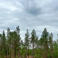 38 Acres T-4 CR 2145 images 2