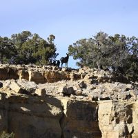 Homestead Ranch images 2