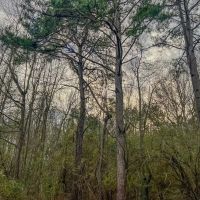 Recreational Lot for Sale in Brookhaven MS images 3