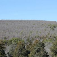 Quinton 123 Acres M L - RS images 4