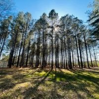 36 Acres w all utilites in place Beautiful Woods Creek images 3
