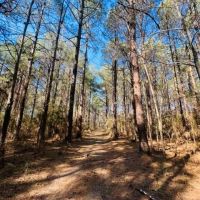 36 Acres w all utilites in place Beautiful Woods Creek images 4