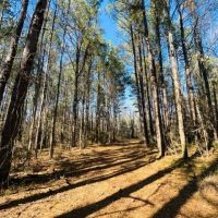 36 Acres w all utilites in place Beautiful Woods Creek images 5