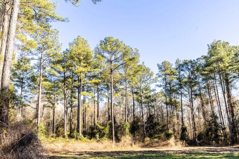 483 of Great Hunting and Timber Investment in Macon County AL featured image