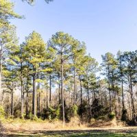 483 of Great Hunting and Timber Investment in Macon County AL