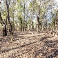 483 of Great Hunting and Timber Investment in Macon County AL images 3