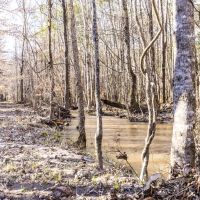 483 of Great Hunting and Timber Investment in Macon County AL images 4