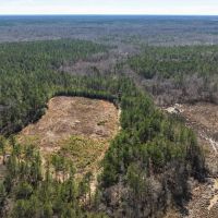 483 of Great Hunting and Timber Investment in Macon County AL images 5