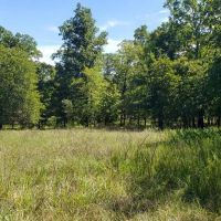 Deep Fork 175 images 5