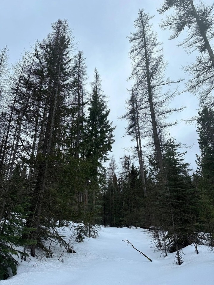 North Powder River Timber featured image