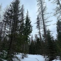 North Powder River Timber