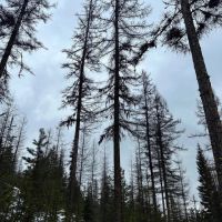 North Powder River Timber images 2