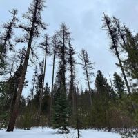 North Powder River Timber images 5