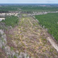 9.88 acres of Hunting Land for Sale in Halifax County NC images 3