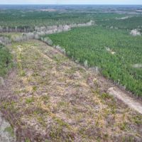 9.88 acres of Hunting Land for Sale in Halifax County NC images 4