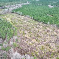 9.88 acres of Hunting Land for Sale in Halifax County NC images 5