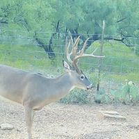 Excellent Deer Lease Baylor Co