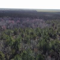 247-Acre Woodland for Sale in Tyrrell County NC - Prime Hunting Land images 2