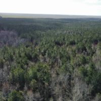 247-Acre Woodland for Sale in Tyrrell County NC - Prime Hunting Land images 3