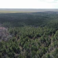247-Acre Woodland for Sale in Tyrrell County NC - Prime Hunting Land images 4