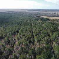 247-Acre Woodland for Sale in Tyrrell County NC - Prime Hunting Land images 5
