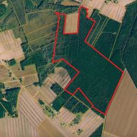 247-Acre Woodland for Sale in Tyrrell County NC - Prime Hunting Land